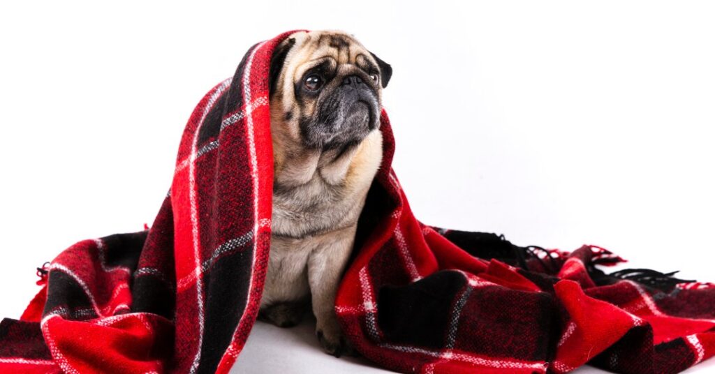 Onda de frio ameaça a saúde dos pets — saiba...
