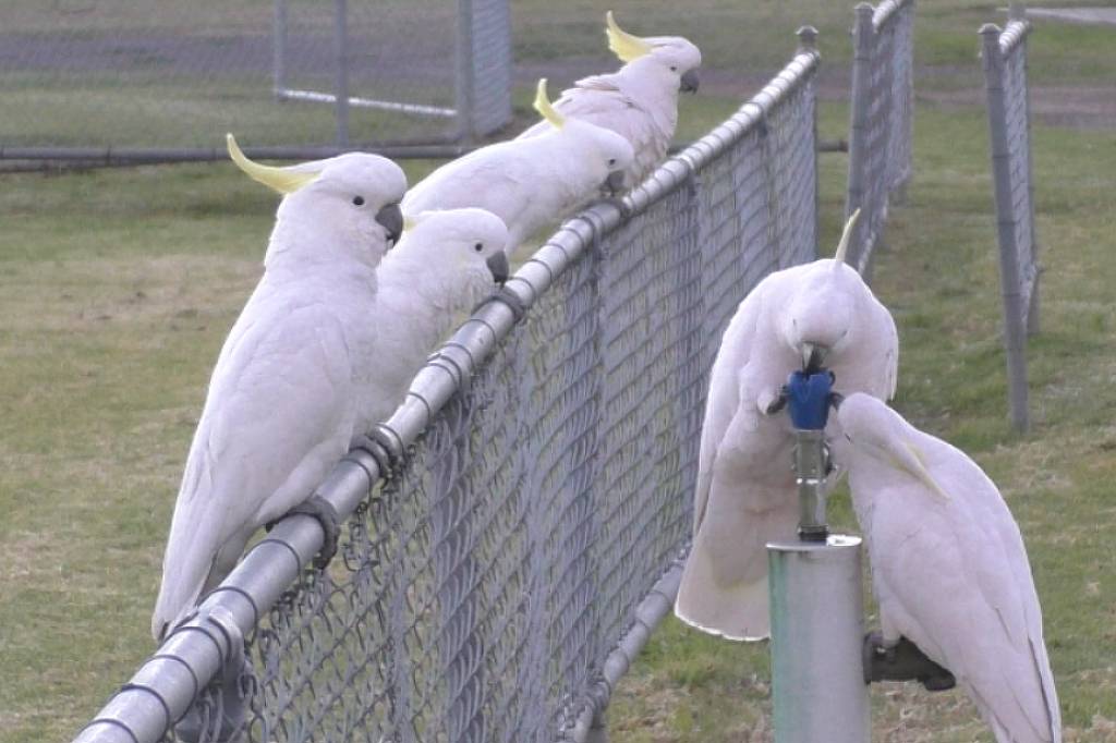 Aves descobrem como usar bebedouros públicos - 09/06/2025 - Ciência