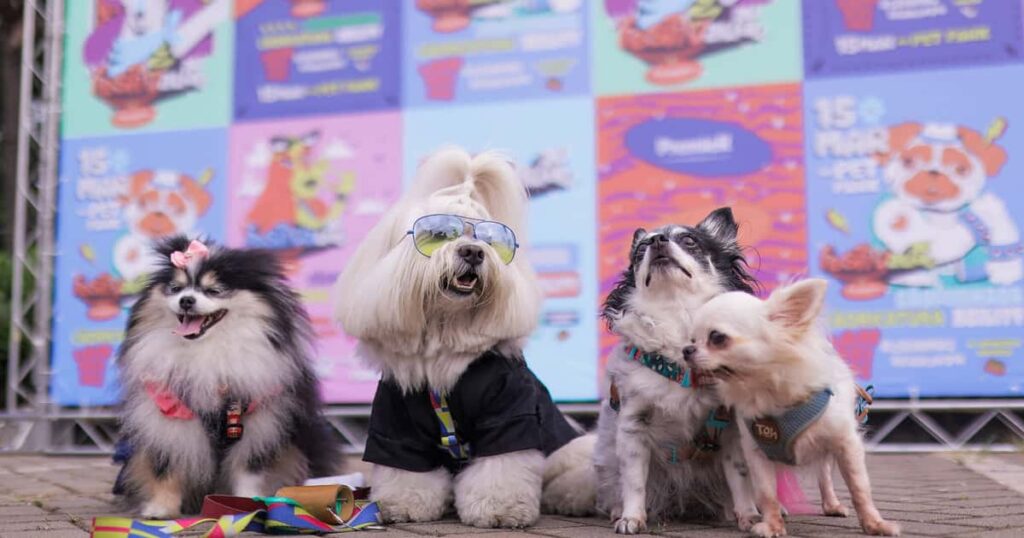 GoldeN Cookie ArraiAu promove festa junina para cães no Pet Park do Mooca Plaza Shopping