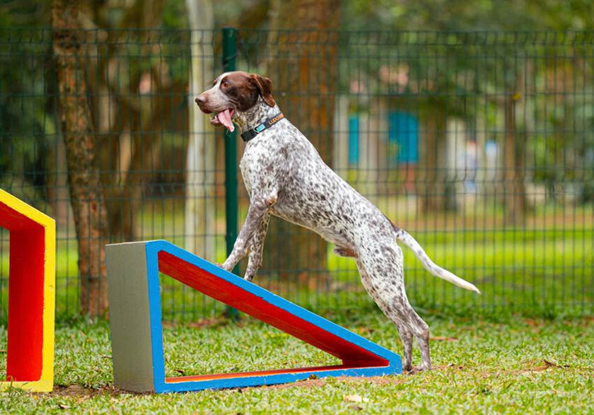 confira as melhorias e novas atrações para os pets