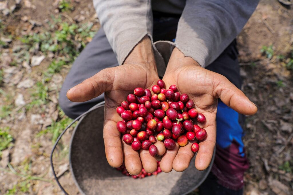 Cecafé pede isenção de tarifa do café e diz que consumidor dos EUA pode pagar conta