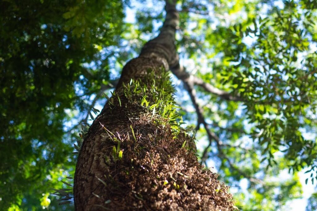 Feirata tem programação em meio à natureza neste sábado na Mata de Santa Genebra