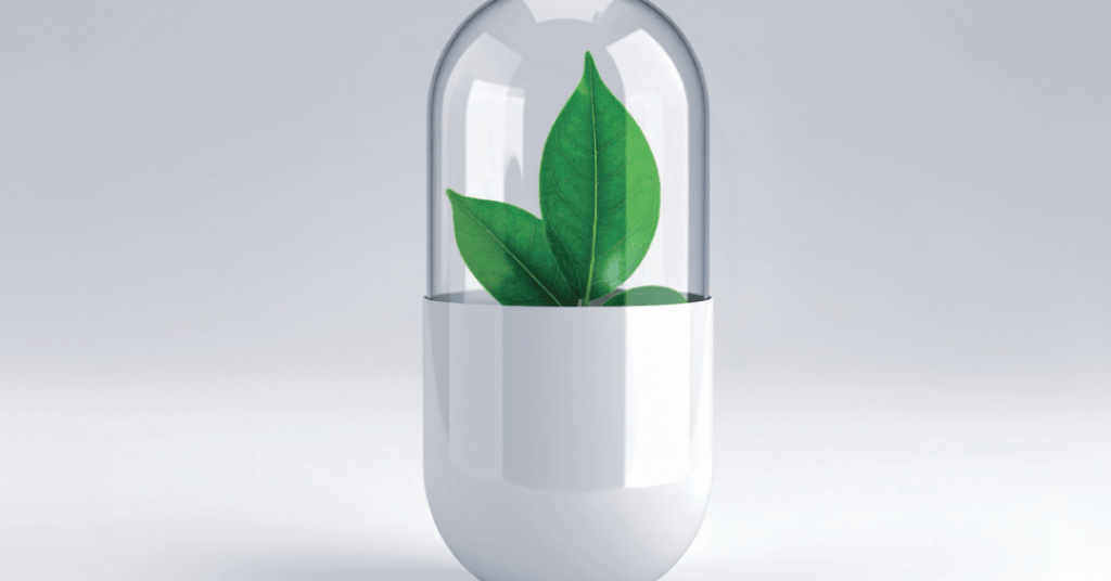 Ora-pro-nóbis: para que serve a planta famosa em suplementos?