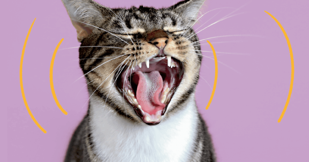 Por que alguns gatos miam tanto? A ciência encontrou uma pista