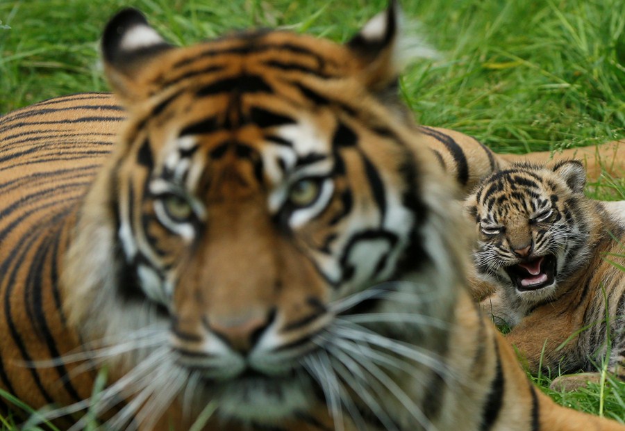 Zoológico na Dinamarca pede doação de pets vivos para alimentar predadores