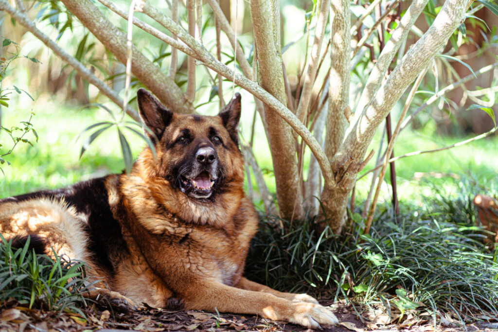 cachorro cão pastor alemão