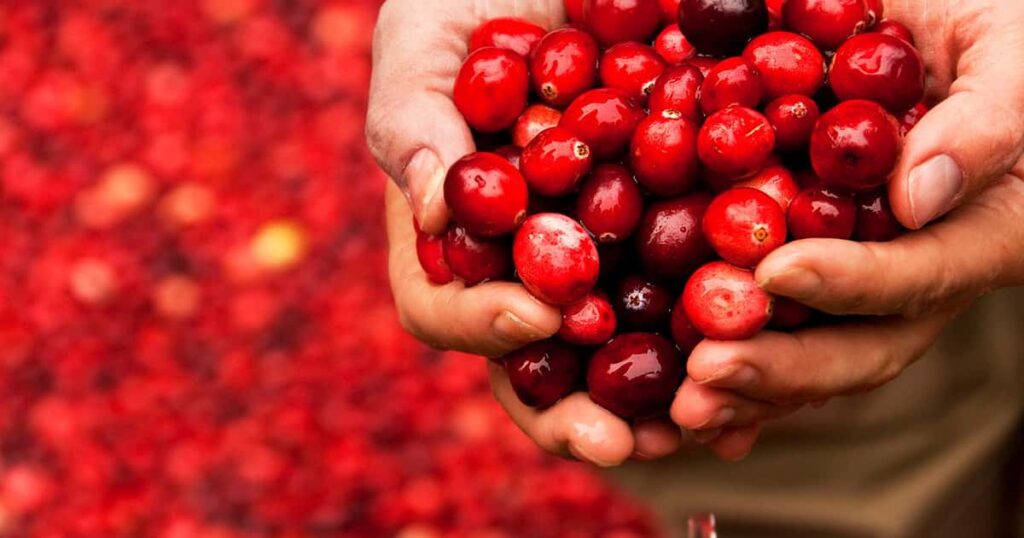 Conheça os benefícios do cranberry para a saúde