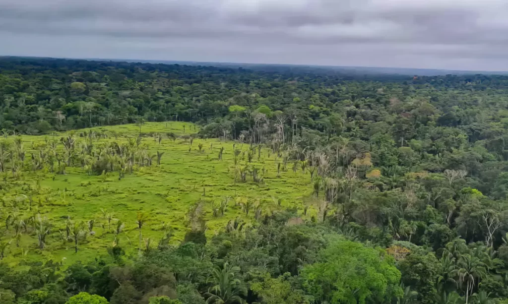 floresta mata desmatamento