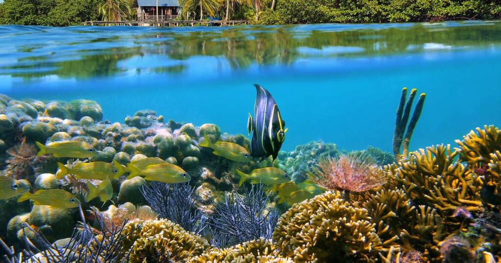 No Panamá, Bocas del Toro conecta mar e floresta