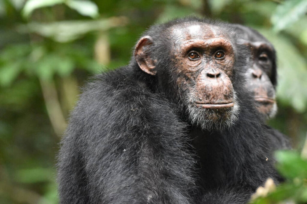 Homossexualidade em animais pode ter raiz evolutiva - 14/01/2026 - Ciência