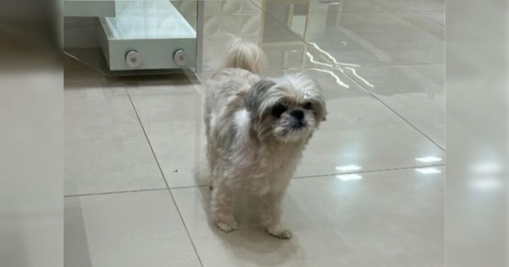 Família procura por cachorra de 9 anos que desapareceu no Casarin em Apucarana