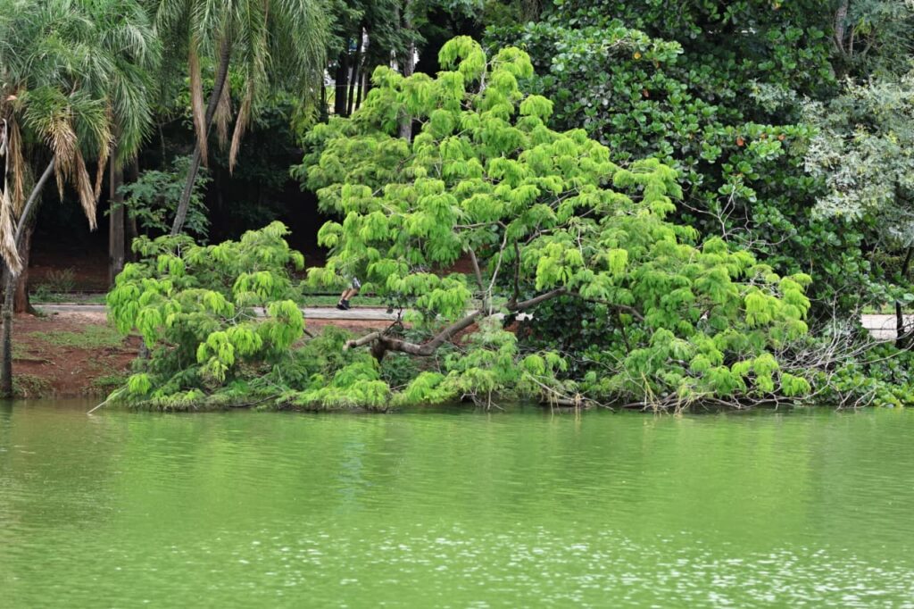 Galhos caídos na Lagoa do Taquaral: frequentadores são retirados do parque