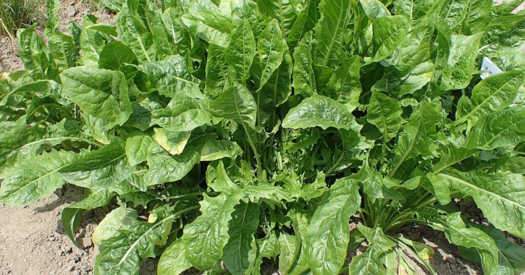 Almeirão: benefícios para a saúde e como inserir na alimentação
