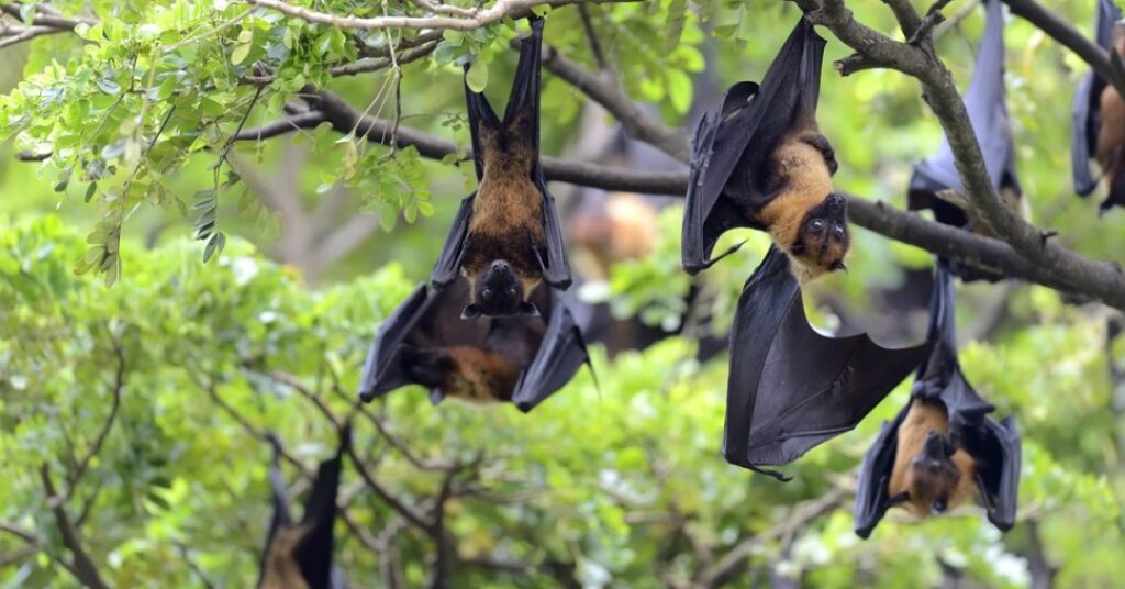 Índia confirma casos de vírus Nipah em Calcutá: o que é a doença e quais os riscos