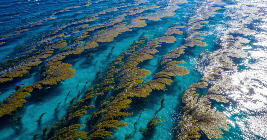 O único mar do mundo que não banha o litoral de nenhum país é uma das maiores fontes de oxigênio da Terra