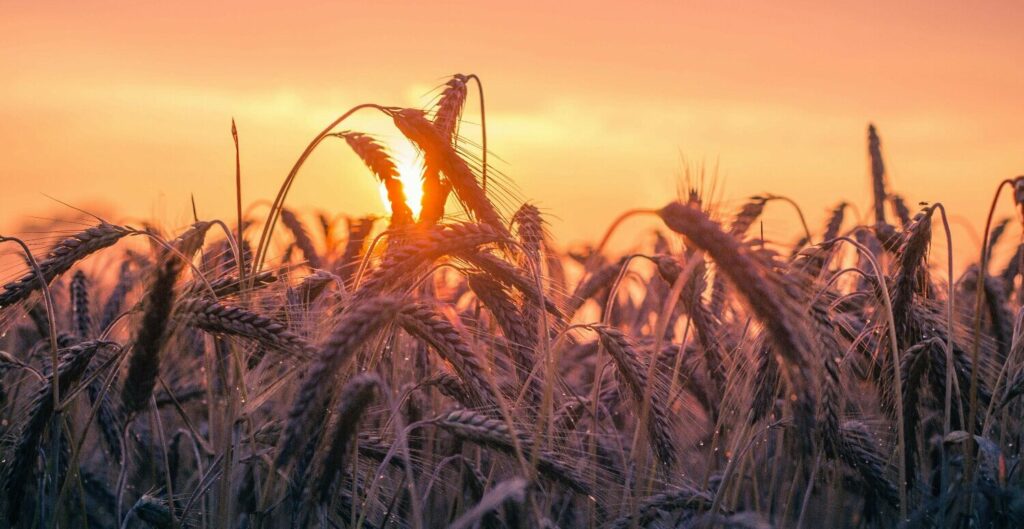 PGRTR substitui PPRA no agronegócio