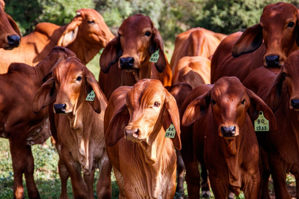 Pecuarista deve indenizar agricultor por invasão de gado a lavoura