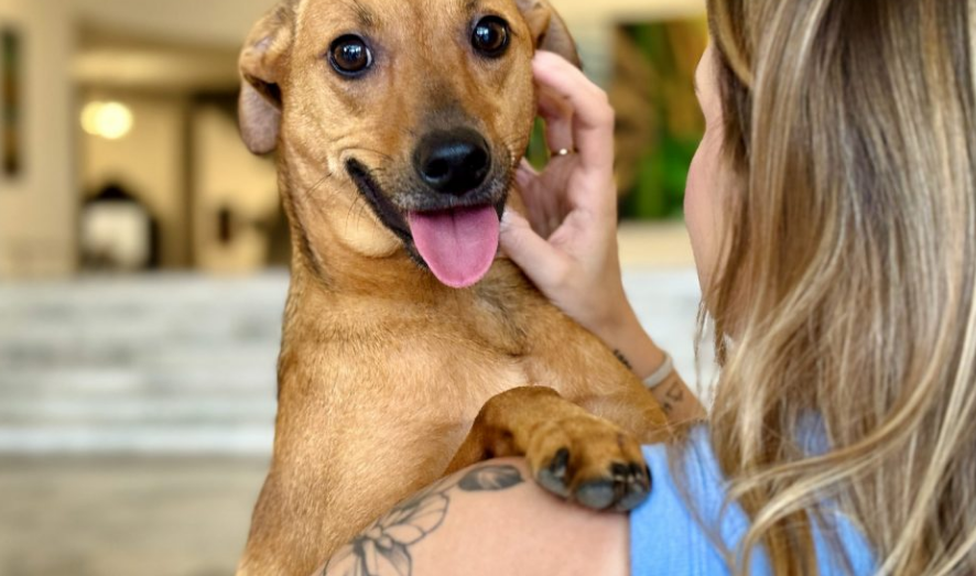 Governo de SP sanciona lei que autoriza o sepultamento de cães e gatos em jazigos familiares