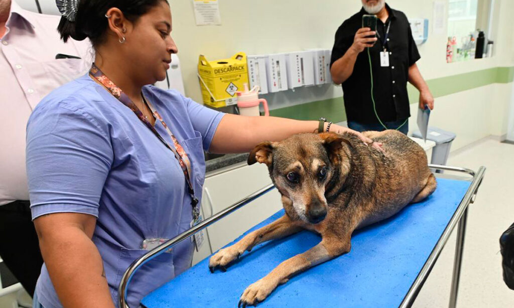 Campinas amplia atendimento veterinário para animais resgatados em parceria com a PUC