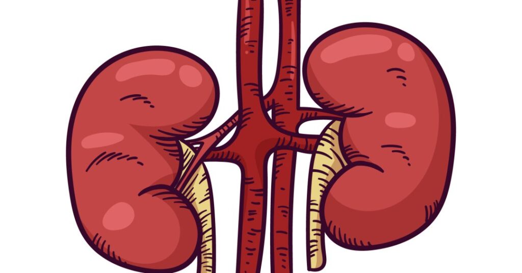 Mês de março reforça alerta para elo entre obesidade e doença renal