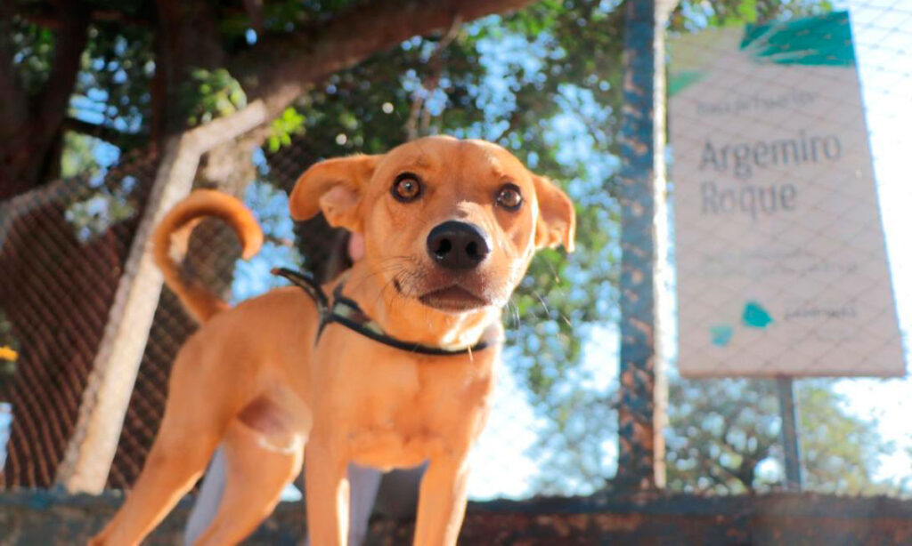 Parques, praças de esporte e bosques de Campinas têm entrada liberada de pets