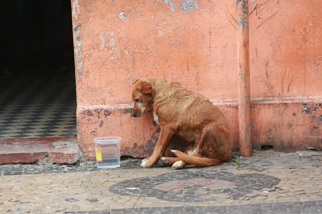 Conselho estima 30 mil cães em situação de rua em Campinas