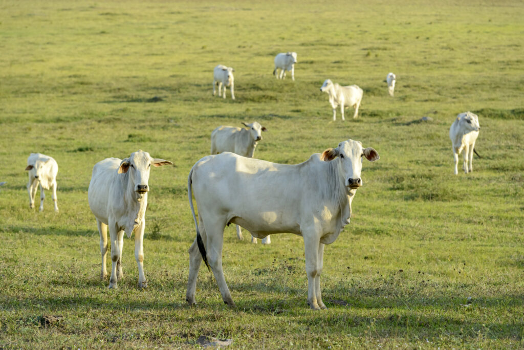 Juros acima do teto em cédula rural justificam suspensão