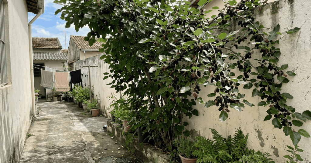 entrega baldes de colheita, uma sombra geladinha e tem raízes que não levantam a calçada