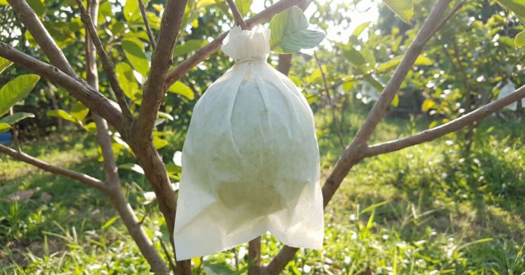 Nas casas mais fartas o pomar não tem bicho porque usam saquinhos para proteger a colheita no pé