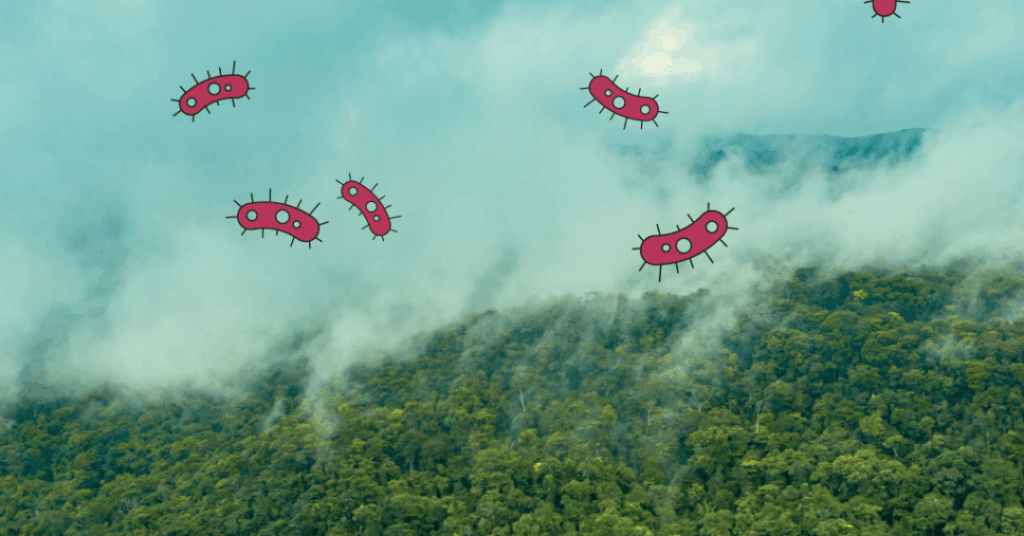 A vida escondida no ar: estudo revela ecossistema na neblina amazônica
