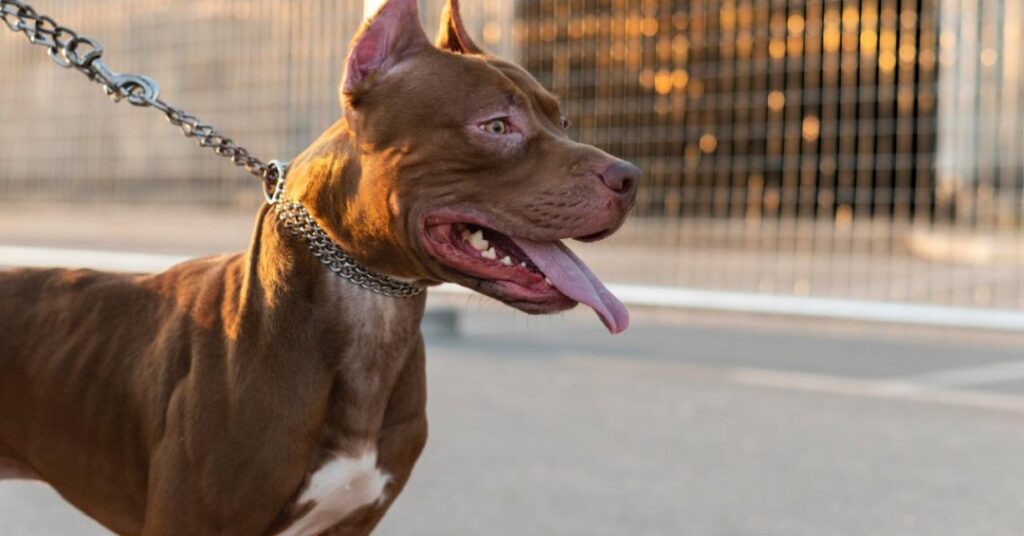 Ataque de pitbull: dá para se salvar de um? Saiba como agir