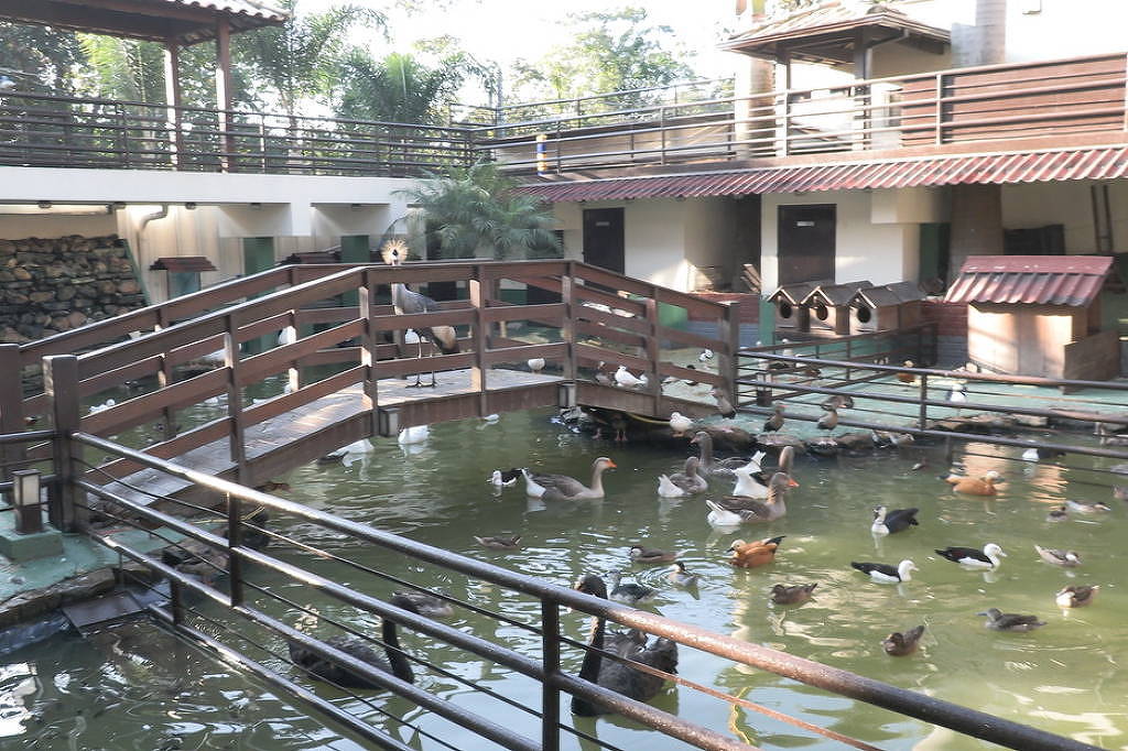 Operação contra tráfico resgata 160 animais em rancho de MG - 15/05/2026 - Ambiente