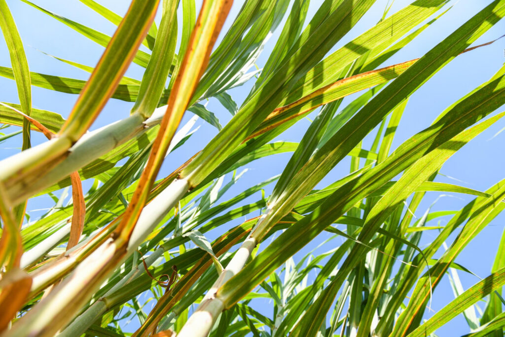 Plantação de cana de açúcar