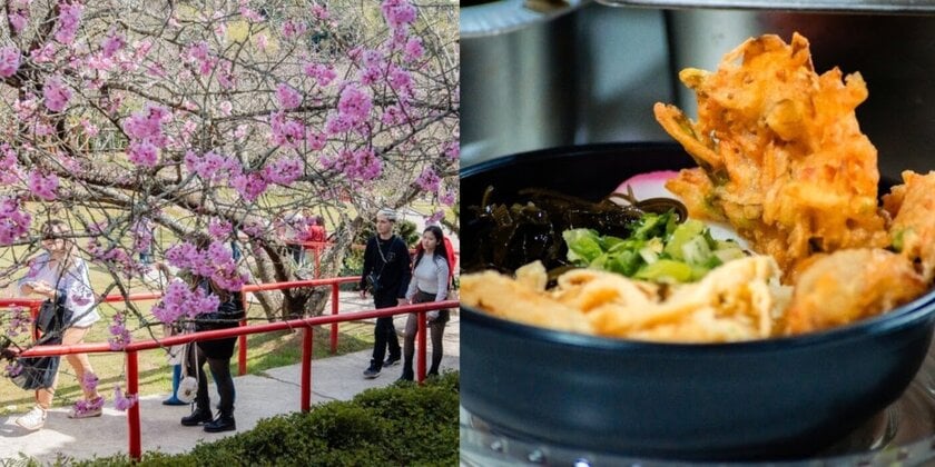 Festa da Cerejeira em Flor de Campos do Jordão já tem data para acontecer em 2026