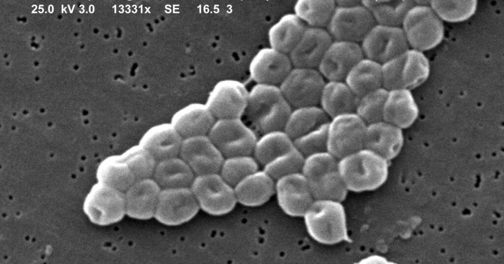 O que é acinetobacter? Superbactéria perigosa é encontrada em água de Porto Alegre