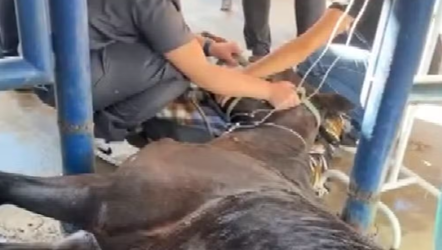 MP processa fabricante de ração por mortes de cavalos em Indaiatuba e região