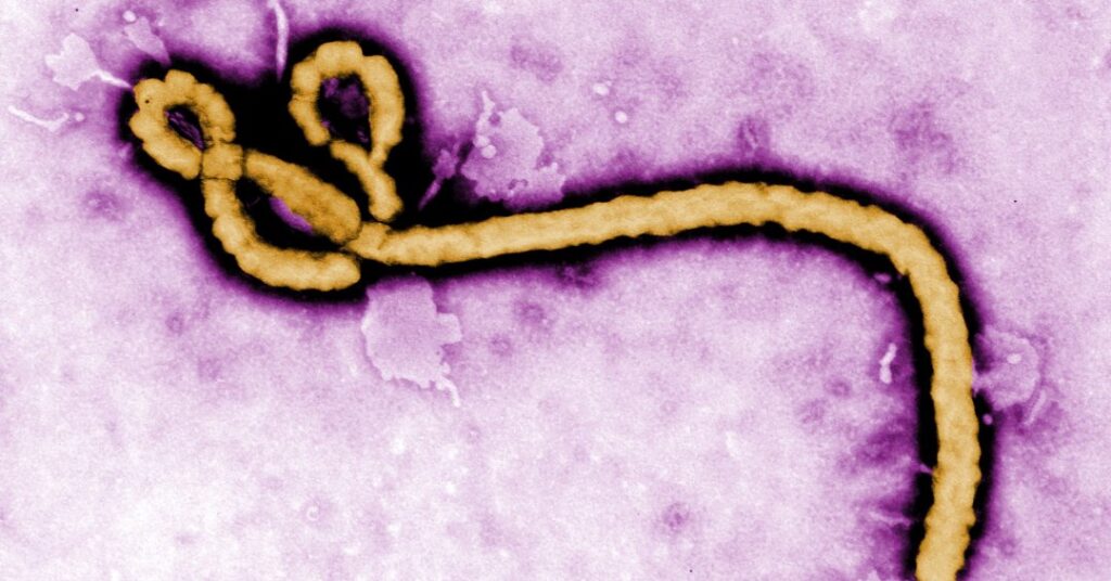 Raio-x do ebola: cepa atual é mais leve, mas tem mais chances de espalhar