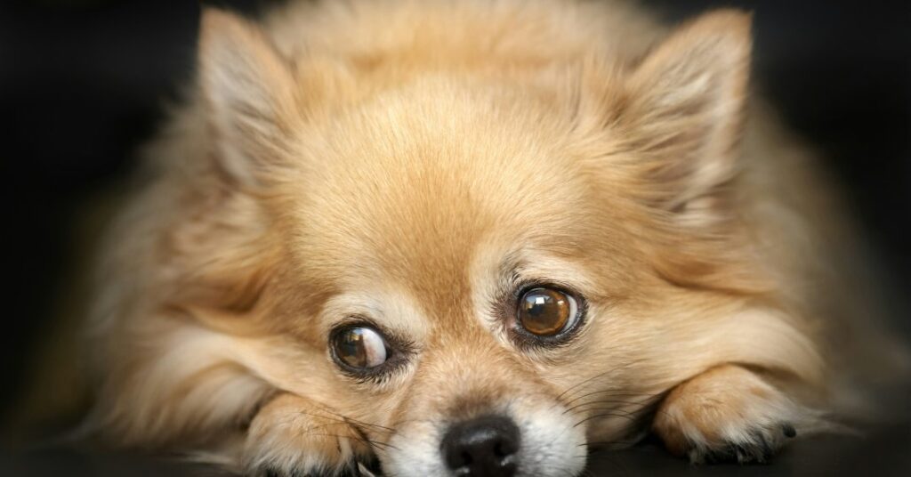 Ansiedade em cães e gatos: aprenda a identificar os sinais