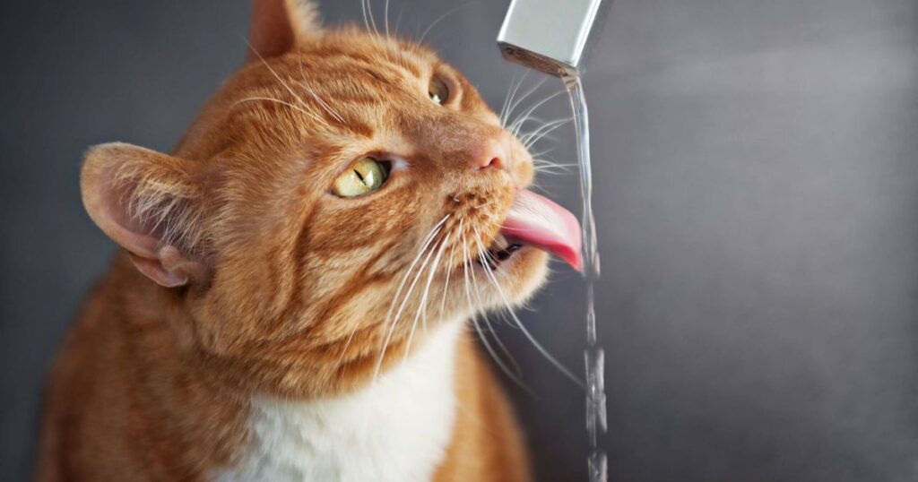 O motivo curioso de alguns gatos preferirem beber água corrente