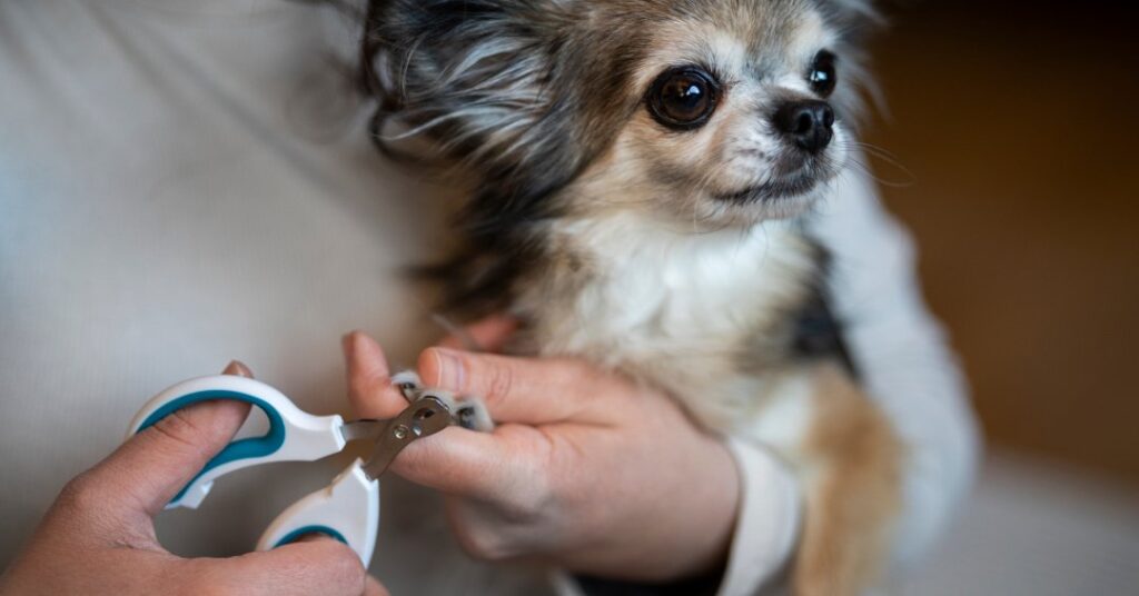 Como cortar unhas de cachorro? Aprenda o passo a passo
