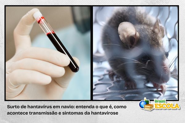 Rato que pode transmitir hantavírus e tubo de sangue