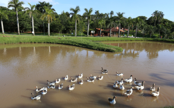 Parque das Águas recebe ação educativa sobre febre maculosa e arboviroses neste domingo