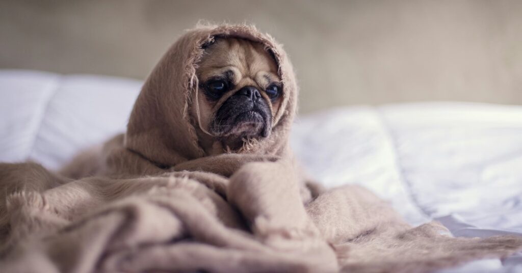 Braquicefalia: os riscos e cuidados com pets de “cara achatada”