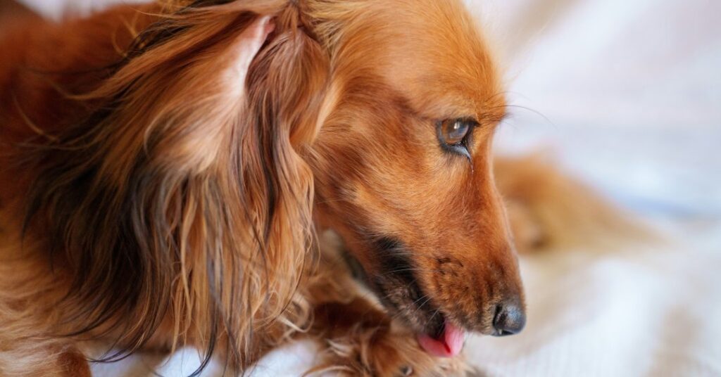 Dermatite por lambedura em cães: o que é, quais os sintomas e os tratamentos
