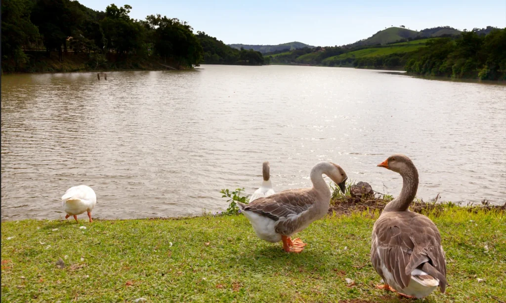 Circuito das Águas Paulista oferece trilhas para observação de pássaros