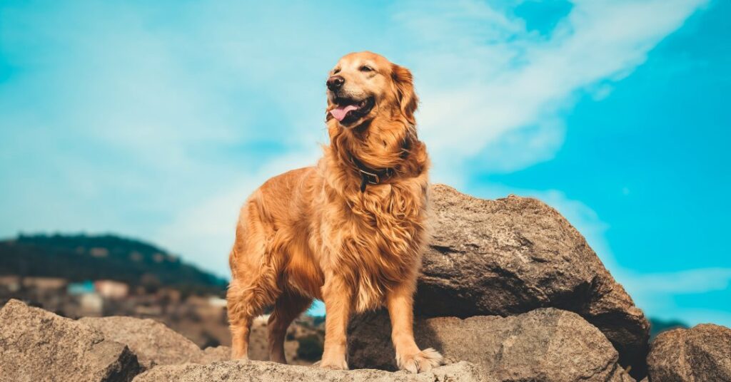 Golden retriever tem mais risco de ter câncer? O que fazer?