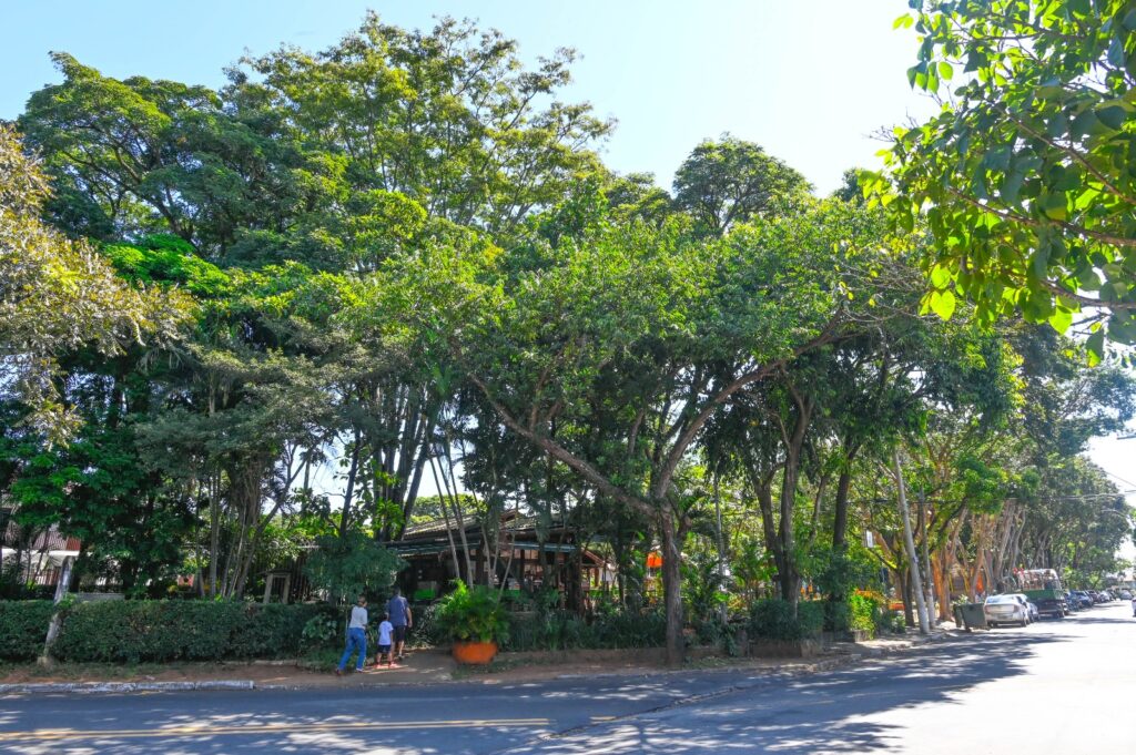 MP autoriza e árvore com risco de queda na Praça do Coco será removida pela Prefeitura