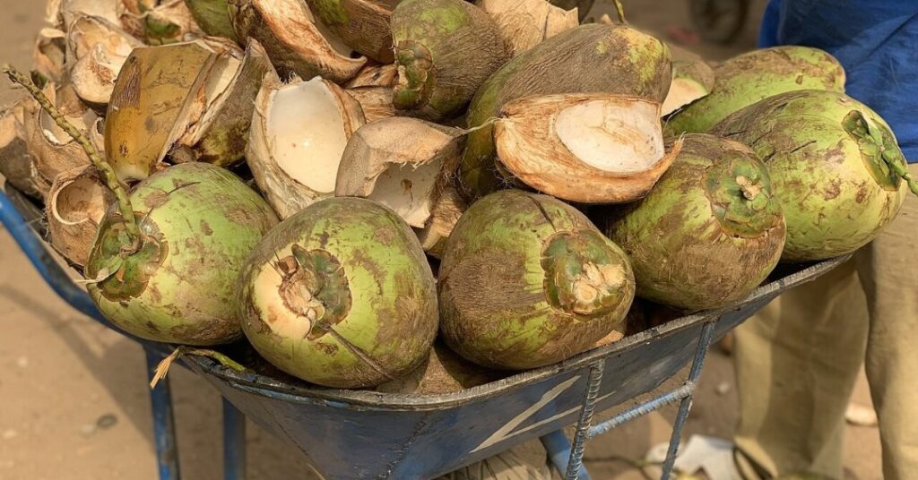 Chá de entrecasca de coco tem benefícios? Veja o que a ciência sabe sobre ele