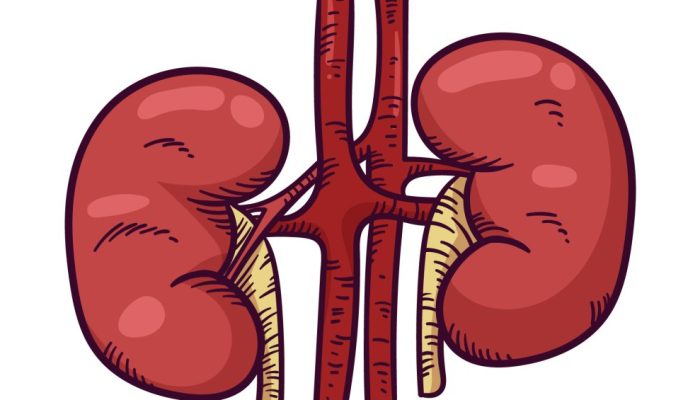 Mês de março reforça alerta para elo entre obesidade e doença renal