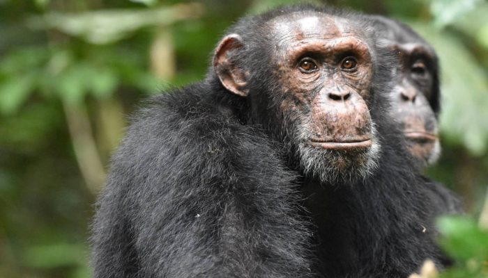 Homossexualidade em animais pode ter raiz evolutiva - 14/01/2026 - Ciência